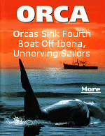 Orcas caused enough damage to sink a yacht in the Strait of Gibraltar last week. A small pod has been slamming boats in recent years, worrying skippers chartering routes closer to shore.